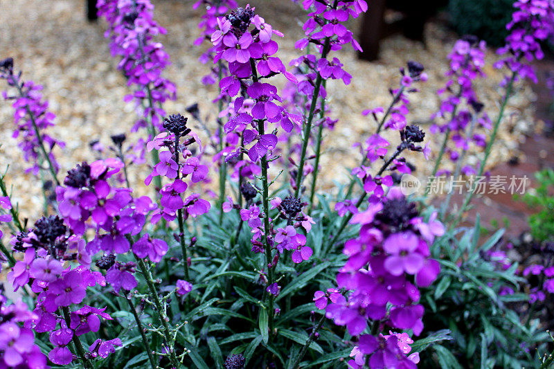 春季花园中紫色的Erysimum 'Bowles's Mauve花的图像